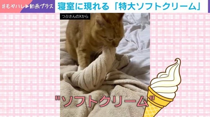 猫のつぶちゃん