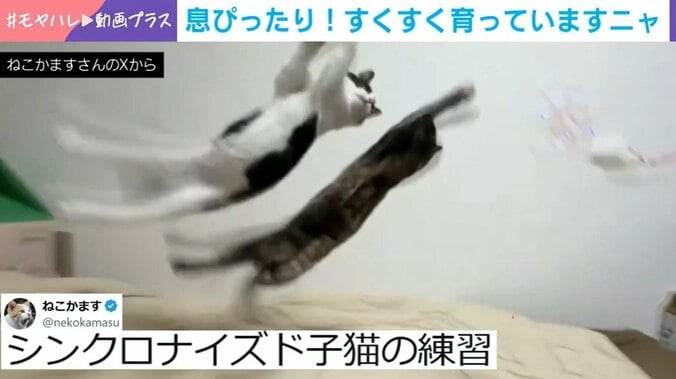 猫の磨崙と虔祷
