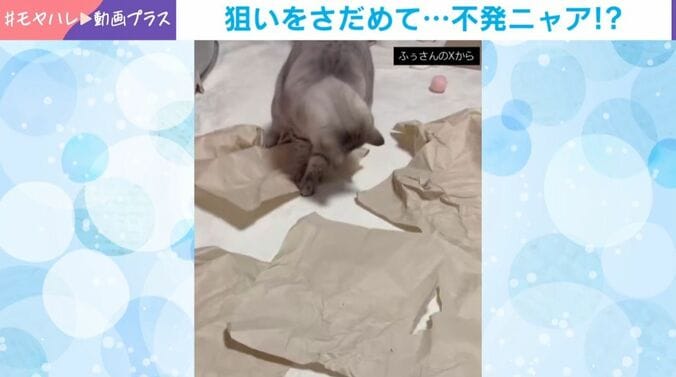 ふぅちゃん