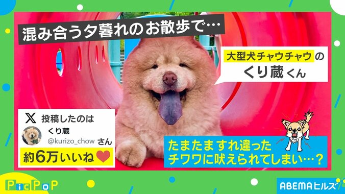 チワワに吠えられた大型犬 散歩後の“しょんぼり”した姿に反響「カワイイ！」「元気だしてね」 1枚目