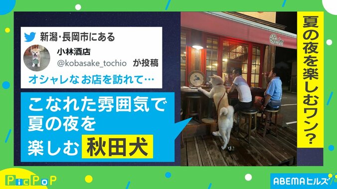 酒を嗜む“おじさん”と並ぶ犬…雰囲気さながらな表情に「違和感なさすぎて笑う」「リードがショルダーバッグ」反響続々 1枚目