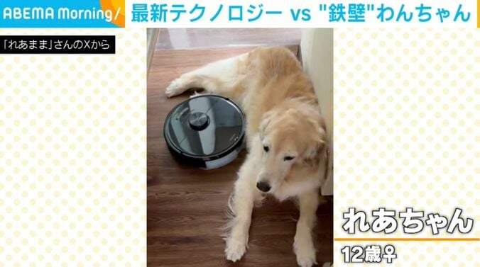 ゴールデンレトリバーのれあちゃん