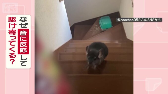 なぜ音に反応して駆け寄ってくる？