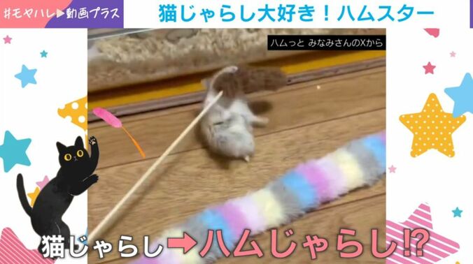 ハムスターのココくん