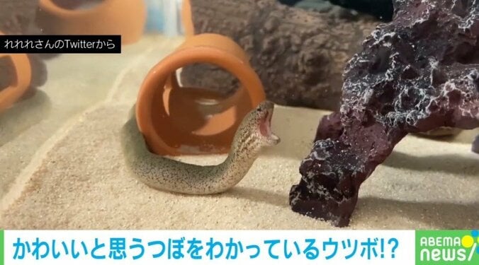 ウツボの“あくび姿”が可愛すぎると話題に 投稿主「ギャップ萌えです」 1枚目