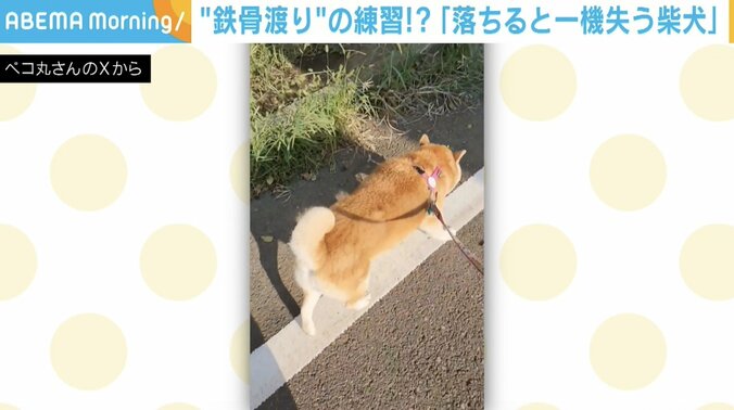 柴犬の茶々丸くん