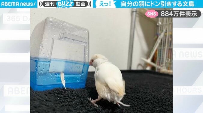 文鳥