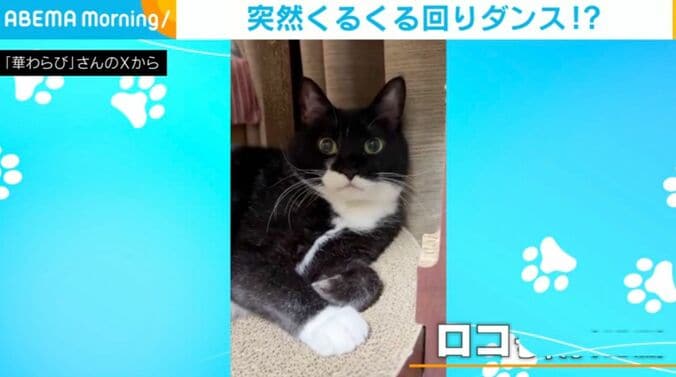 猫のロコちゃん
