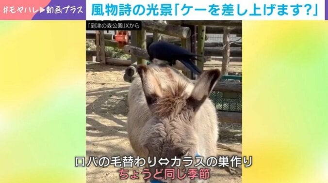 到津の森公園