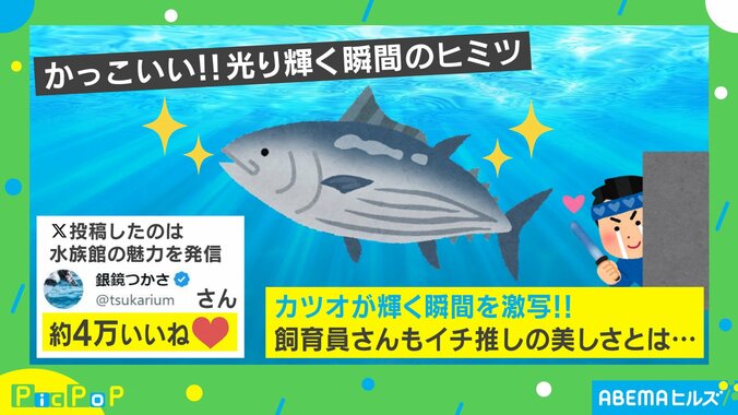 サイバー感がカッコいい！！カツオの “輝く瞬間”を激写 飼育員もイチ推しの美しさに「知らなかった…」「生で見てみたい」など絶賛の声 1枚目