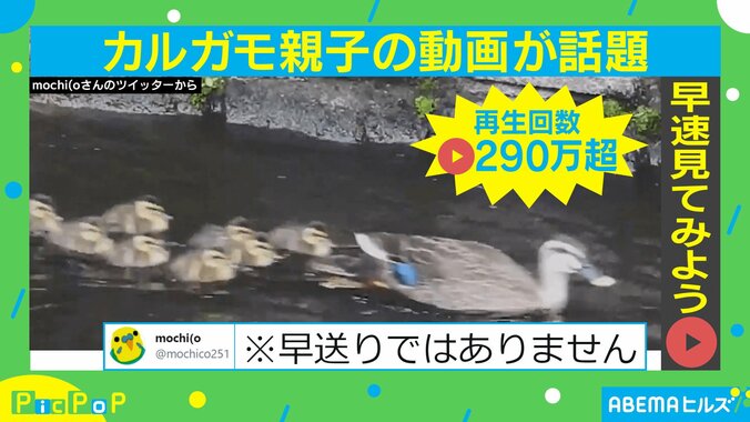 まるで3倍速？ カルガモ親子の速すぎる川下りがリプレイ必須「早送りではありません」 1枚目