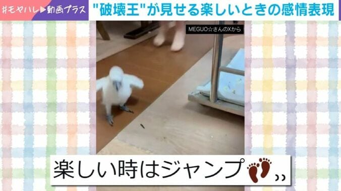 オウムのおこめくん