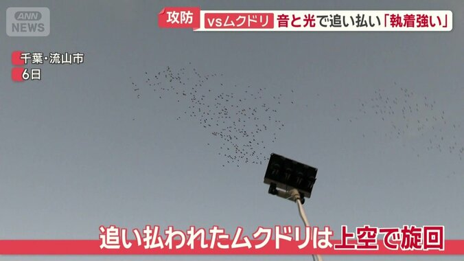 少し離れた上空で旋回