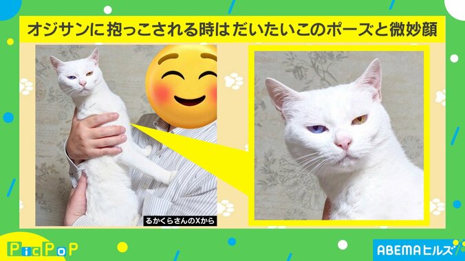 全力拒否する猫の姿