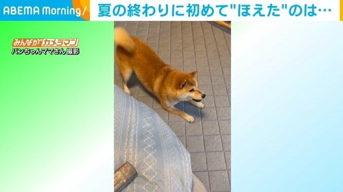 柴犬がセミに“尻尾フリフリ”して大興奮 初めて見せる本気の吠えに飼い主驚き 1枚目