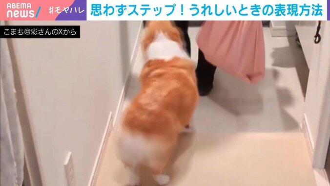 コーギーのこまちちゃん（5歳）