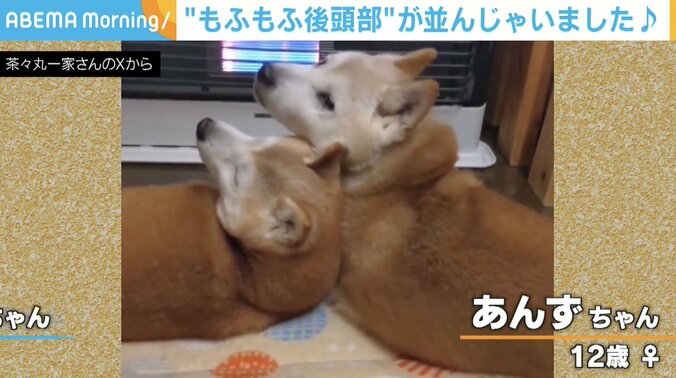 あんずちゃん（12歳）とかりんちゃん（12歳）