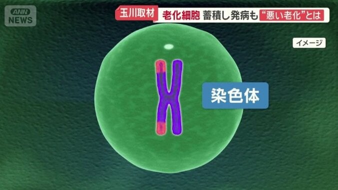 染色体に傷が入るなどの理由で分裂できなくなり老化
