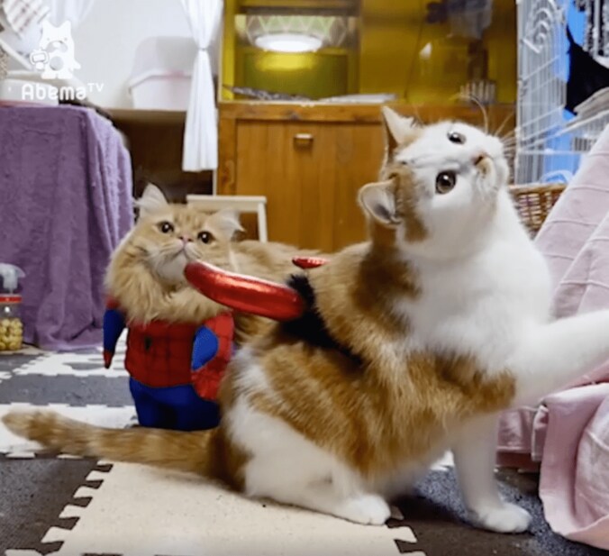 猫「ヒーローの登場にゃ」コスプレ後に可愛すぎる争いが勃発 5枚目