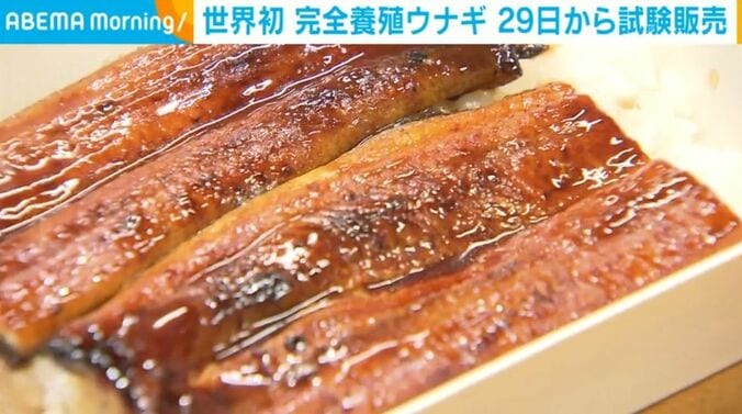 ウナギ