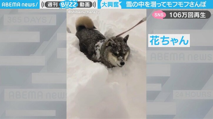 柴犬の“豪快”ラッセルが「正真正銘の４WD」 最強寒波も何のそので映像が100万回再生 