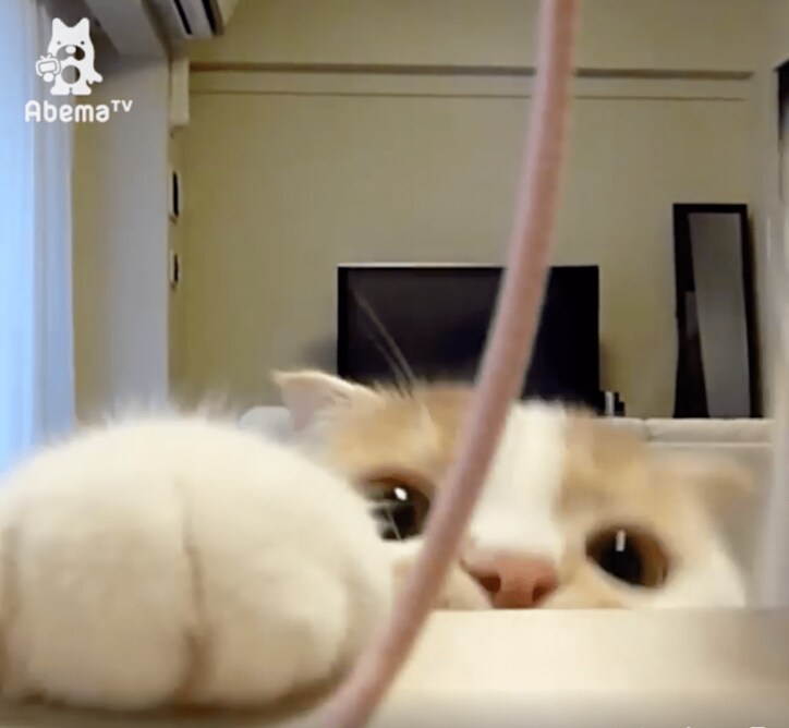 猫ポッケ、モグラ叩きゲームにハマる「本能には逆らえないにゃ…」