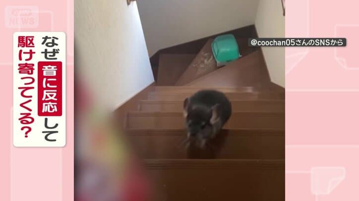 なぜ音に反応して駆け寄ってくる？