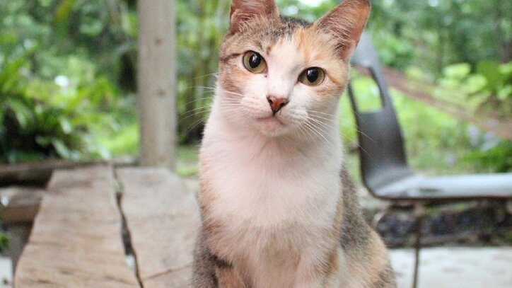 めんそーれニャン！  沖縄・石垣島の「美ら猫」たちにほっこり