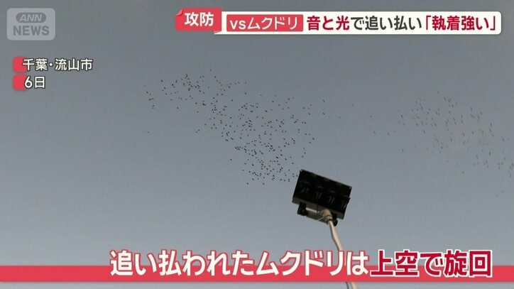 少し離れた上空で旋回