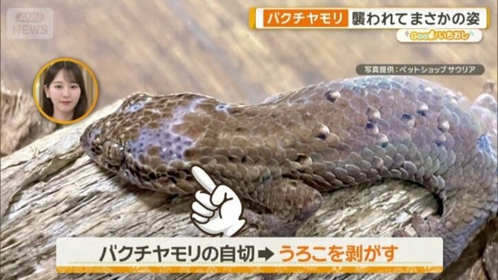 バクチヤモリのざんねんなポイント