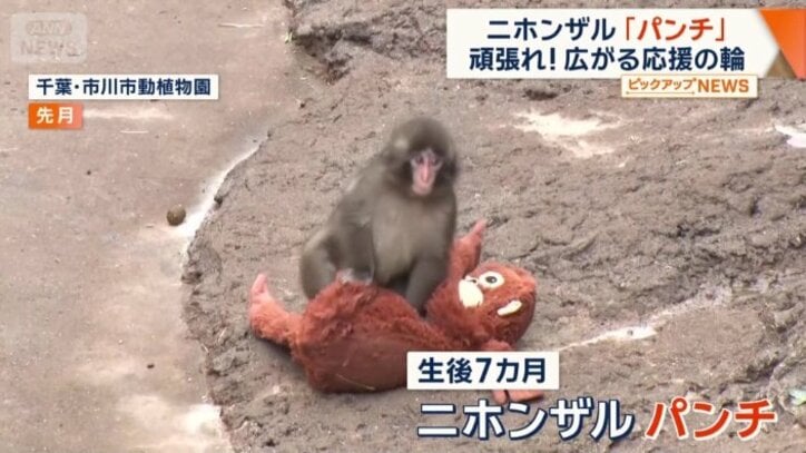 瞬く間に大人気になったパンチ