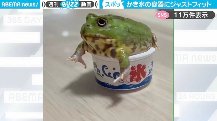 チャコガエル「あじみ」ちゃん