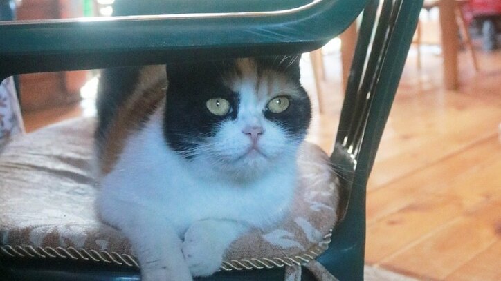 猫と旅、してみるニャ? 癒し系番組「旅猫ロマン」3作品が初放送