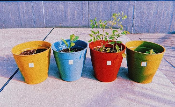 【写真】野菜を植えたカラフルなプランターが4つ並べられている。