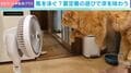 扇風機の風で“空中ねこかき”？ 抱っこされるとスイミングしちゃう猫が話題