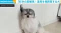 「ドライヤーはこの距離感が好み」温度を微調整する犬に、飼い主が感心「賢いな~」