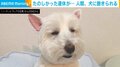 完全に人間に飽きた犬 遊び疲れ“抜け殻”になった姿に「悟りを開きましたね」「めっちゃ器用な休み方するやんかw」と話題