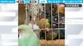 “むぎゅ”とインコがお団子状態 “珍”現象を招いた理由にネット爆笑「都会から可愛い転校生がやってきた日みたい」