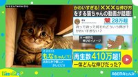 【映像】まるで空手家? 仰向けの猫が繰り出す“ゆる可愛い必殺技”