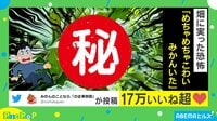【映像】ご覧いただけたであろうか...真夏の果実に恐怖