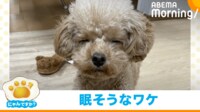 【映像】トリミング行った犬が"ずっと眠そう"