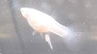 グッピーの赤ちゃん誕生の瞬間に飼い主も「なんか出…あああー！」