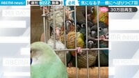 【映像】1羽のインコに殺到する7羽のインコ