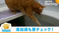湯加減も要チェックだニャ