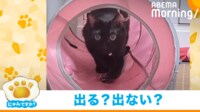 【映像】飛び出す?飛び出さない?猫の“焦ったい行為”