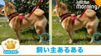 【映像】柴犬の“微妙に違う可愛さ”