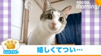 【映像】「誰の仕業？」とぼける実行犯