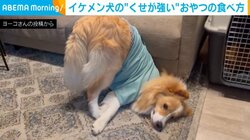 まるで菜々緒ポーズ？ 甘えん坊犬の“くせが強い”おやつの食べ方が話題