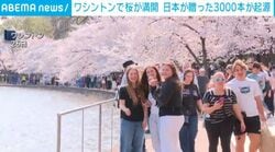 ワシントンで桜が満開 日本が贈った3000本が起源