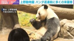 上野動物園 パンダ返還前に多くの来園客